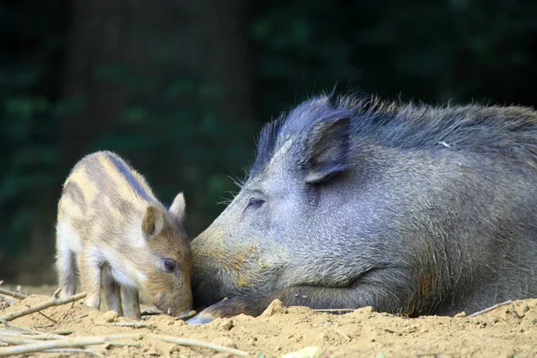 Дикие свиньи — стоковое фото