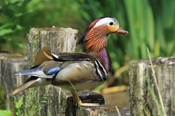 The Mandarin Duck Stock Photo