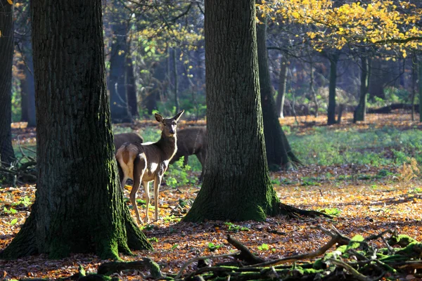 Hirsch oder Reh — Stockfoto