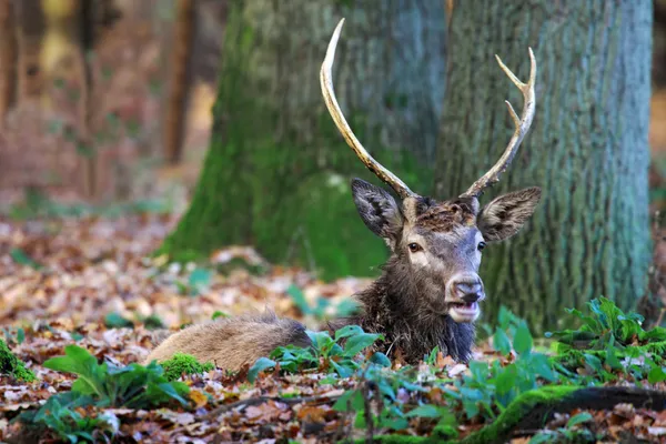 Europäischer männlicher Hirsch oder Reh — Stockfoto