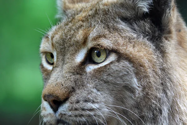 Portrait of linx — Stock Photo, Image