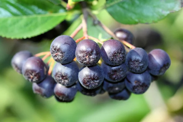 Niebieski aronii, aronia arbutifolia — Zdjęcie stockowe