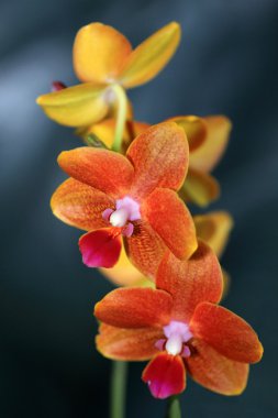 Turuncu phalaenopsis orkide