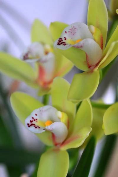 Gelbe Phalaenopsis-Blüten — Stockfoto