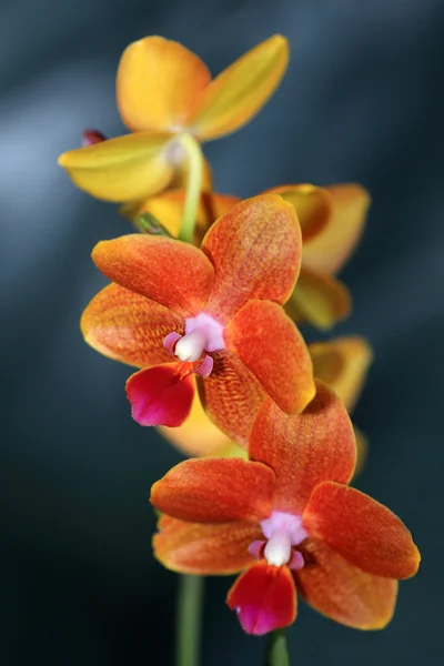 Orquídea de Phalaenopsis laranja — Fotografia de Stock