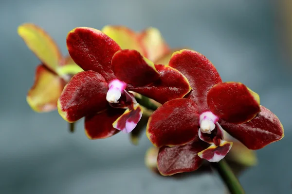 Phalaenopsis-Orchidee — Stockfoto