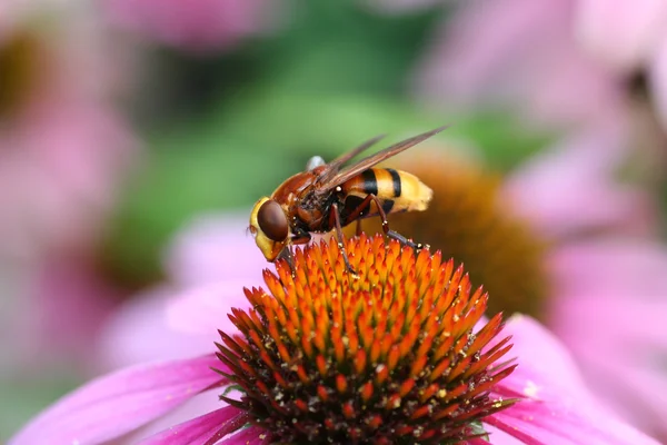 Volcella Volcella zonaria — Stockfoto