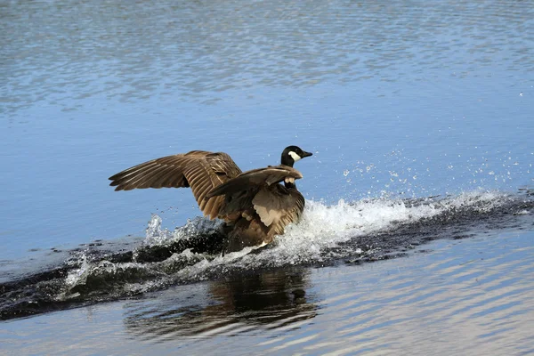 The Canada goose — 스톡 사진