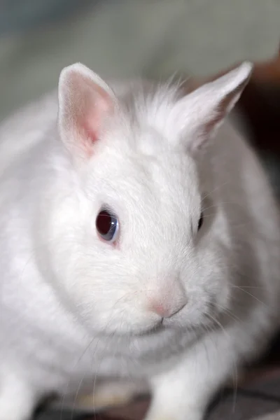 Witte konijn — Stockfoto