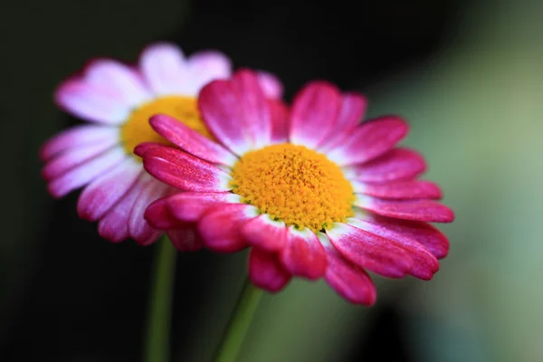 Fiori margherita rossi — Foto Stock