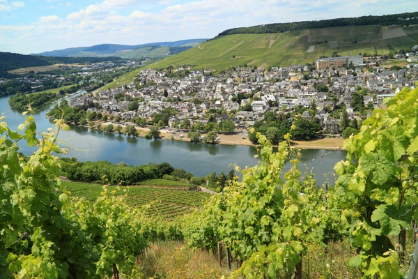 Grape plantation on the river Moezel — Stock Photo, Image