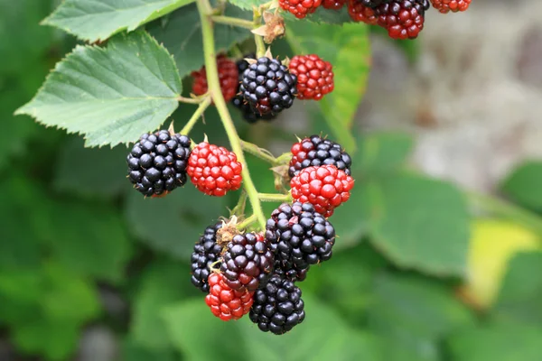 Bush böğürtlen