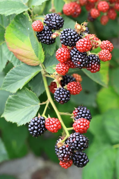 Brombeeren am Strauch — Stockfoto