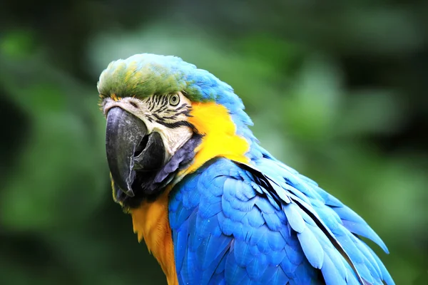 Blue macaw — Stock Photo, Image