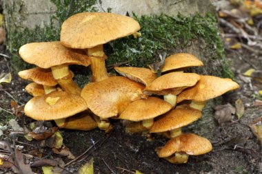 Pholiota karesi.