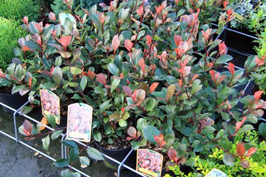 çiçek ve bitki Dükkanı