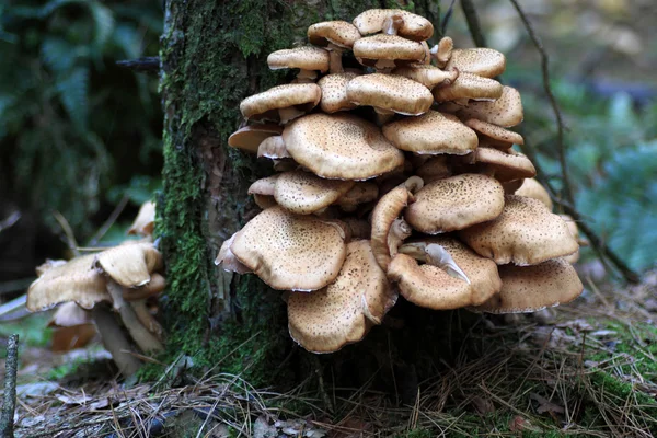 Armillaria mellea fungo — Foto Stock