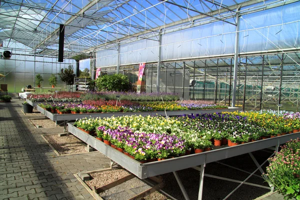 Obchod květiny a rostliny — Stock fotografie