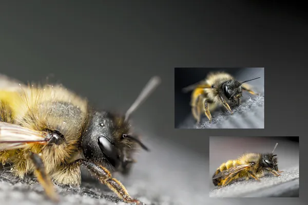 Insekter 001 280413 — Stockfoto