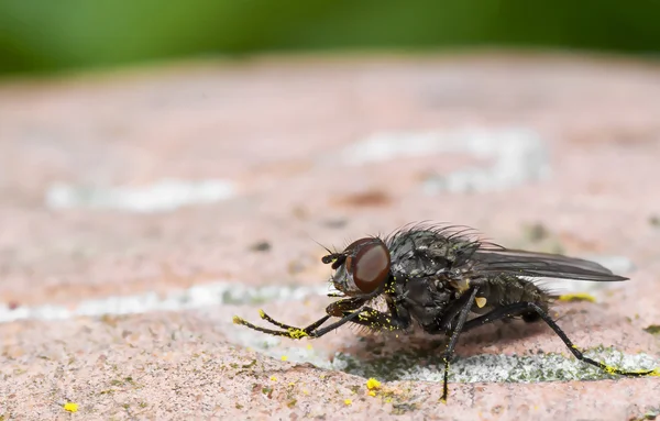 Insekten 006 280413 — Stockfoto