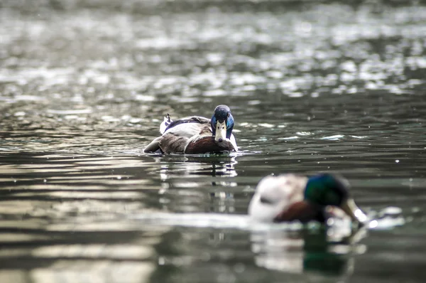 Mallard 001 — Stock Photo, Image