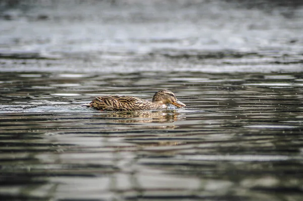 Mallard 002 — Stock Photo, Image