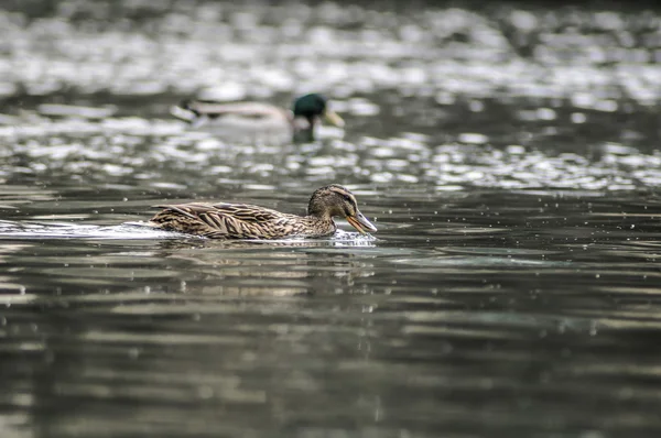 Mallard 003 — Stock Photo, Image