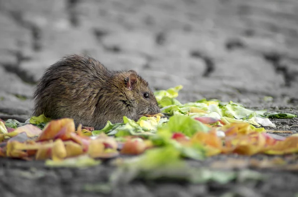 One-eyed rat 005 — Stock Photo, Image