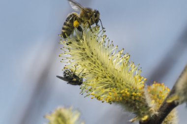Honeybee 005 clipart