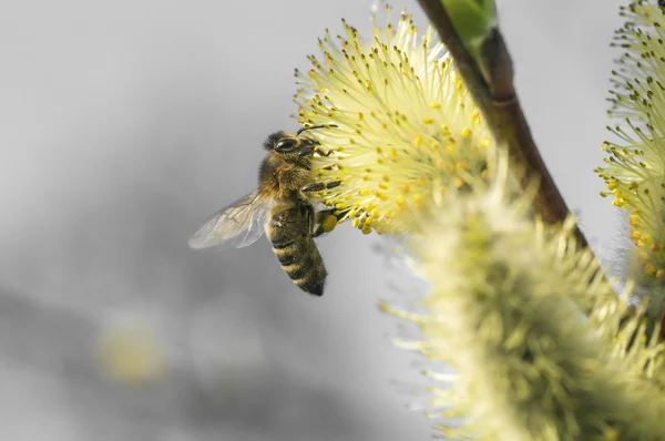 Honingbij 006 — Stockfoto