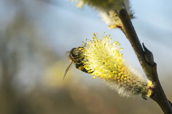 Abeja 001 — Foto de Stock