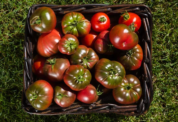 Tomatoes in basket — Stock Photo, Image