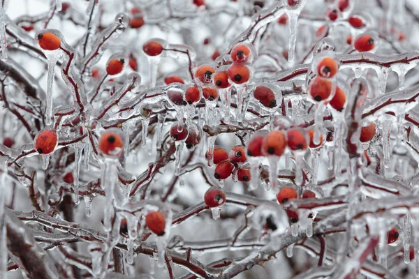 Hoarfrost V — Stok fotoğraf