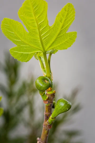 Young figs — Stock Photo, Image