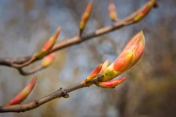 Buds red chestnut — Stock Photo, Image