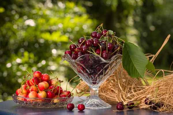 Cerezas en el jardín —  Fotos de Stock