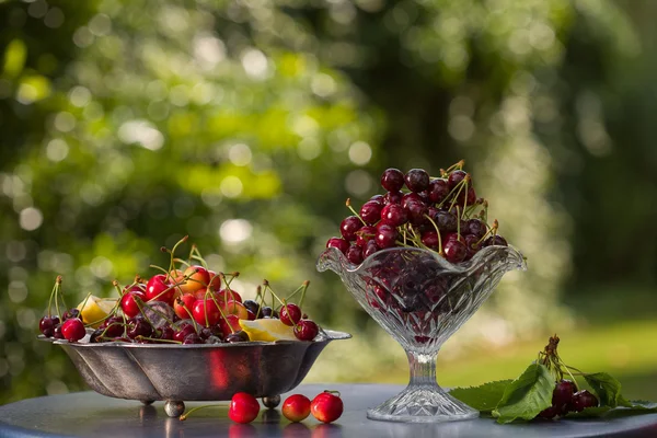 Cerezas en el jardín —  Fotos de Stock