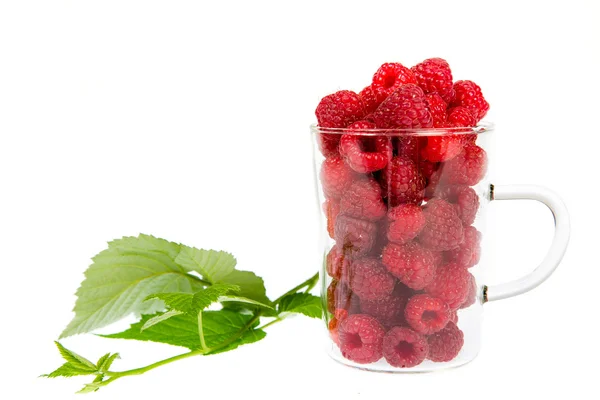 Himbeeren — Stockfoto