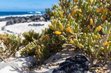 Lanzarote adasındaki güzel beyaz kumsal