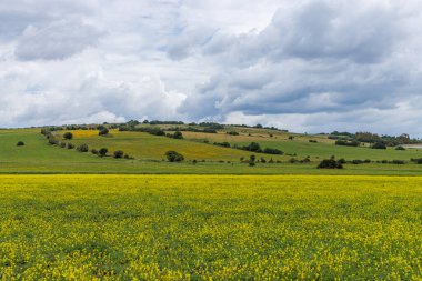 İtalya 'nın Sardunya adasının geniş çayırlarında çiçek bolluğu.