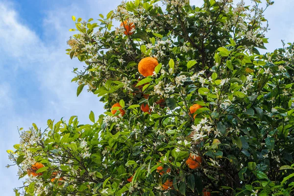 Ripening Tangerines Island Sardinia Italy — Stock Photo, Image