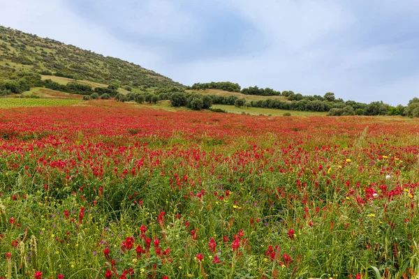 Abundance Flowers Vast Meadows Sardinia Island Italy — Photo