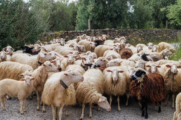 Sheep farming is widespread in Sardinia, Italy