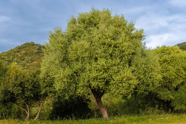 Olive Tree Meadow Island Sardinia Italy — Stockfoto