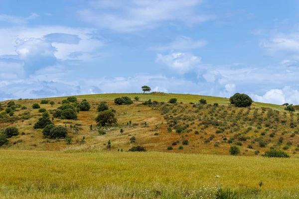 Abundance Flowers Vast Meadows Sardinia Island Italy — Photo