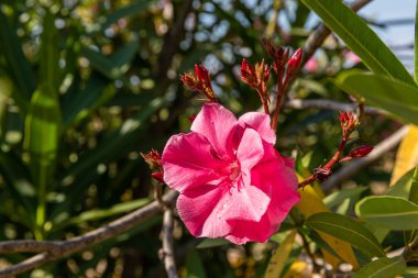 Yunanistan 'ın Korfu Adası' ndaki Oleander neryum çiçekli çalılık