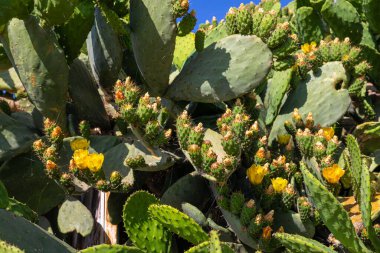 Yunanistan 'ın Korfu adasında çiçek açan dikenli armut