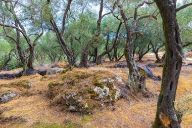 Eski zeytin bahçesinde, Korfu adası, Yunanistan
