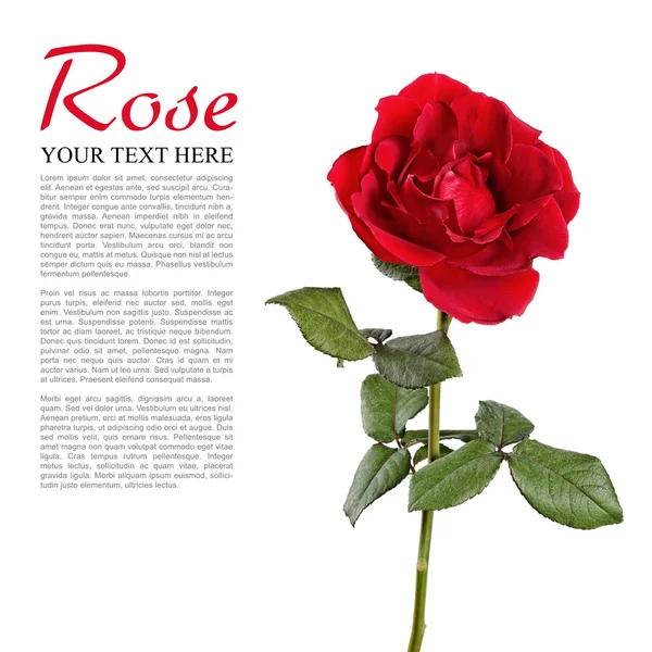 Rote Rose isoliert — Stockfoto