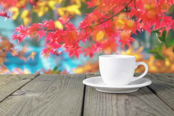 Coffee cup nature — Stock Photo, Image